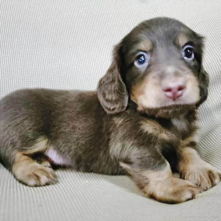 ID：2507-07757の子犬