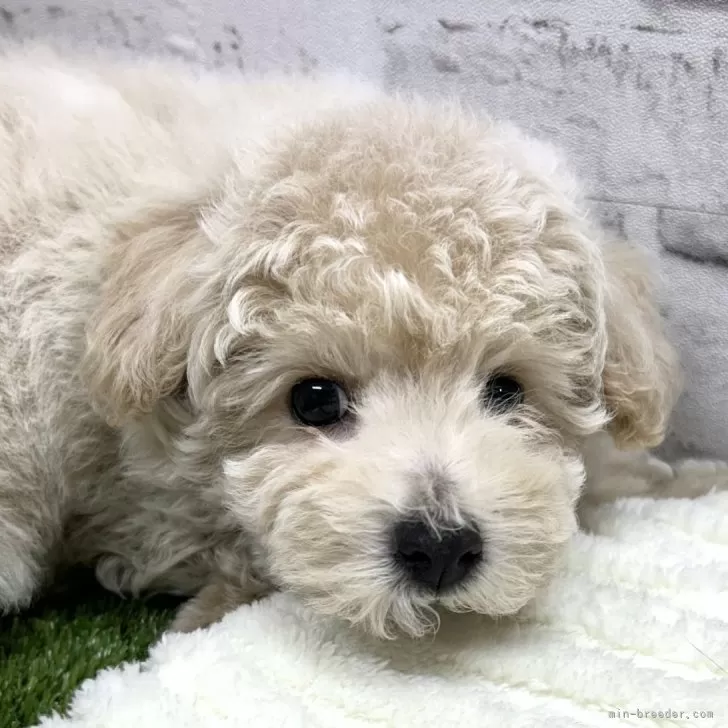 ID:2412-04362の子犬