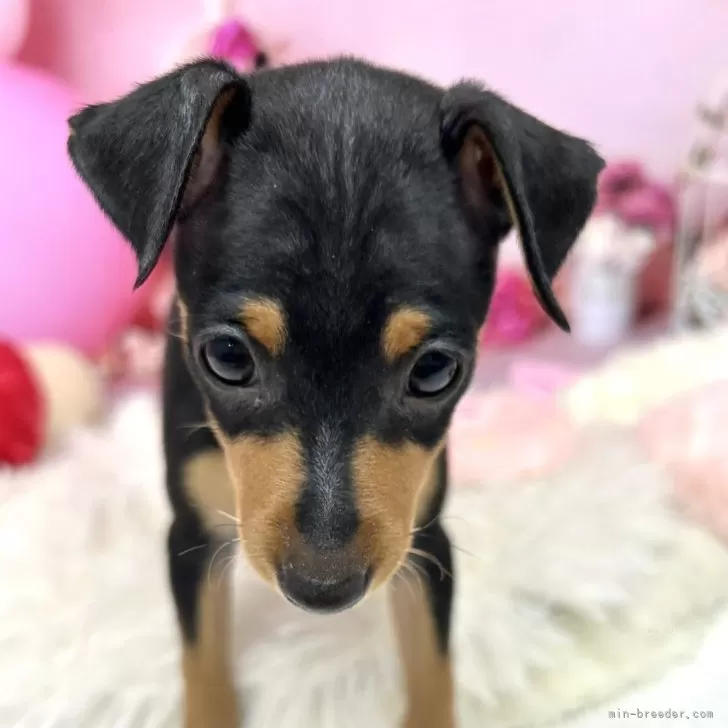 ココピン 様のお迎えした子犬