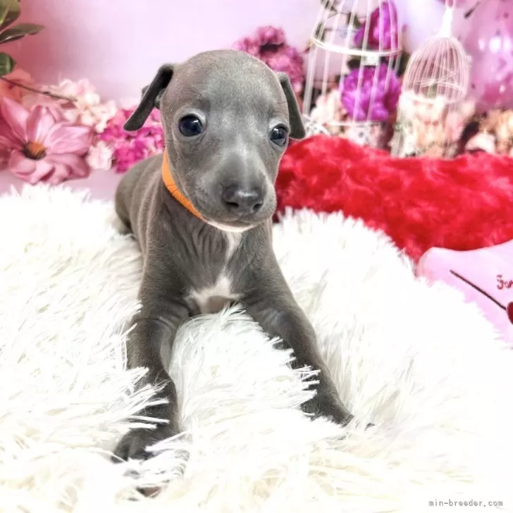 ID:2508-05388の子犬
