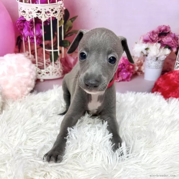 ID:2508-05385の子犬