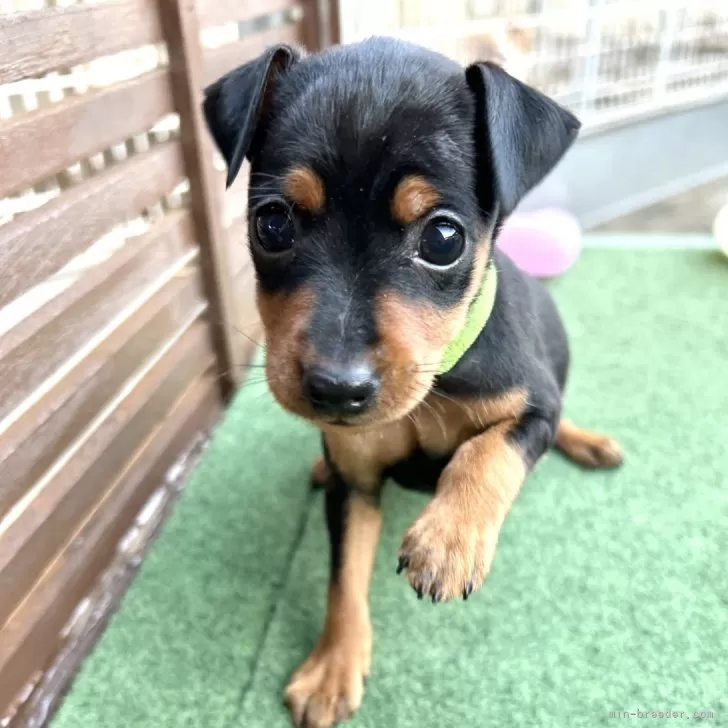 ID：2412-02015の子犬