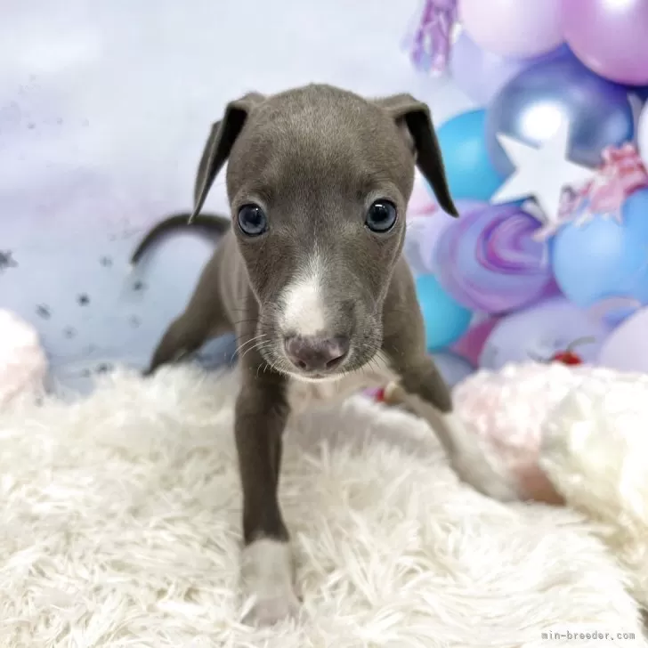 ID：2509-00336の子犬