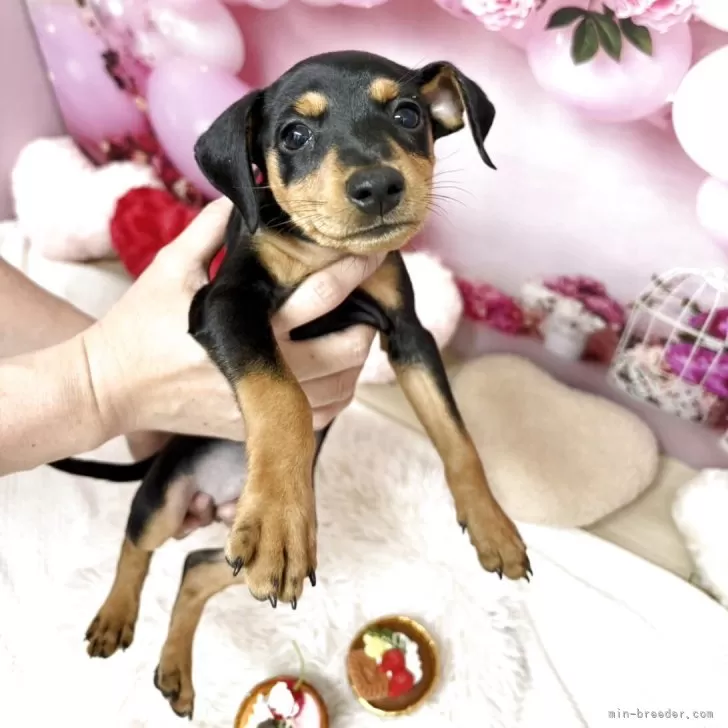 ID：2510-02356の子犬