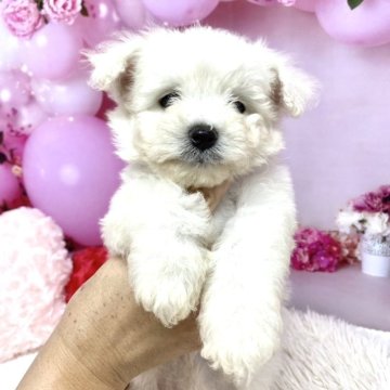 ビションフリーゼ【静岡県・男の子・2025年8月9日・ホワイト】の写真「可愛く成長中です❣️」