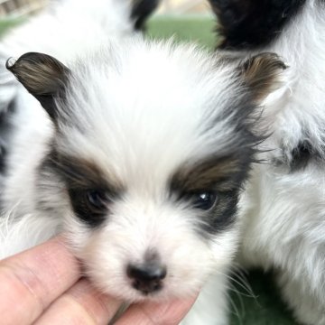 パピヨン【静岡県・女の子・2024年12月19日・トライ】の写真「母親に似た可愛い女の子です❣️」