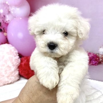 ビションフリーゼ【静岡県・男の子・2025年8月9日・ホワイト】の写真「可愛く成長中です❣️」