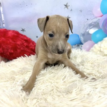 イタリアングレーハウンド【静岡県・男の子・2025年10月15日・フォーン】の写真「父親に似た可愛い男の子です❣️」