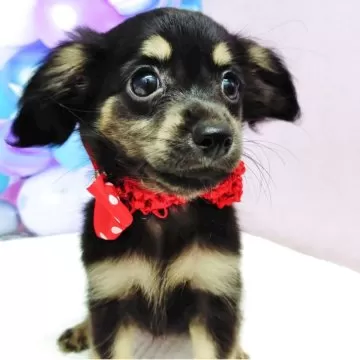 オーダー受付　Xmas　チワワ　ご予約ページ　10/28 楽天市場】チワワ（セーター・ニット｜ドッグウェア）：犬用品