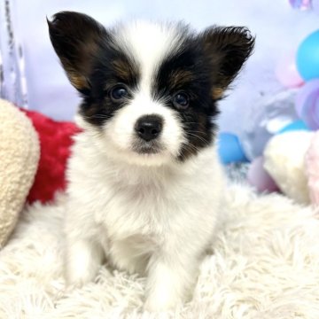 パピヨン【静岡県・男の子・2025年9月6日・トライカラー】の写真「とっても可愛い❣️好奇心旺盛な男の子です🎵」