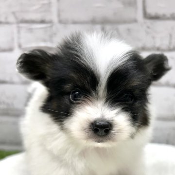 パピヨン【静岡県・男の子・2025年2月2日・トライ】の写真「母親に似た可愛い男の子です❣️」