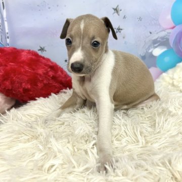 イタリアングレーハウンド【静岡県・男の子・2025年10月15日・フォーン&ホワイト】の写真「可愛いフォーンの男の子です❣️」