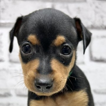 ミニチュアピンシャー【静岡県・男の子・2025年1月29日・ブラック&タン】の写真「人懐っこく可愛い男の子です❣️」