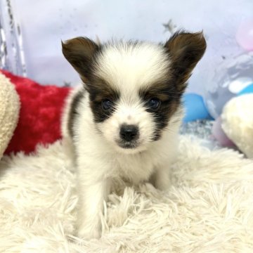 パピヨン【静岡県・男の子・2025年9月6日・ホワイト&ブラウン】の写真「小ぶりでかなり可愛い❣️人懐っこく陽気な男の子です」