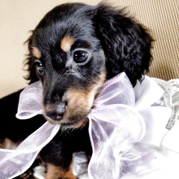 ミニチュアダックスフンド(ロング)【静岡県・男の子・2025年8月21日・ブラックタン】の写真「小ぶりのブラックタン男の子です❤️」
