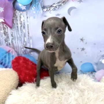 イタリアングレーハウンド【静岡県・男の子・2025年10月16日・ブルー】の写真「体型がしっかりしている男の子です❣️」