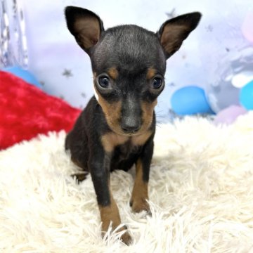 ミニチュアピンシャー【静岡県・男の子・2025年10月16日・ブラック&タン】の写真「耳が立っている小柄の男の子です❣️」