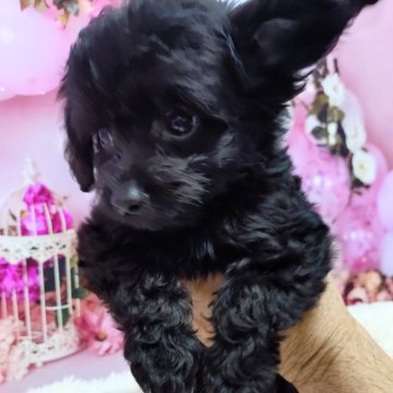 チワプー(チワワ×トイプードル)【静岡県・男の子・2025年5月22日・ブラック🩵】の写真「お耳がダンボみたい💕陽気なチワプーです🐶🎵」