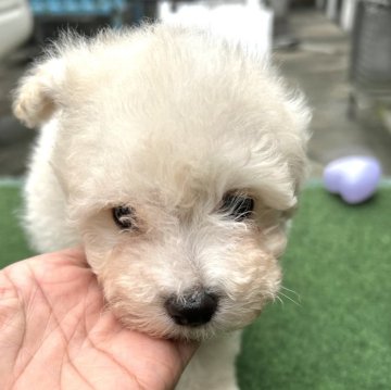 ミックス(ビションフリーゼ×トイプードル)【静岡県・男の子・2024年9月12日・クリーム】の写真「小柄で可愛い男の子です❣️」