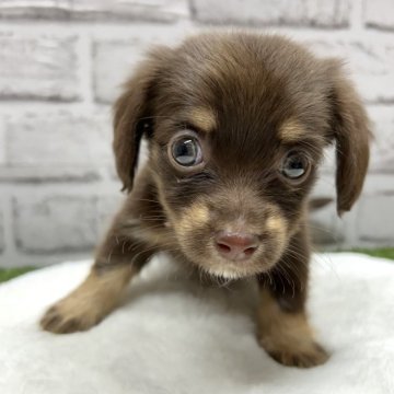 チワックス(チワワ×ダックスフンド)【静岡県・男の子・2025年1月1日・チョコタン】の写真「個性的な可愛いお顔の男の子です❣️」