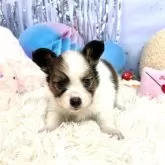 パピヨン