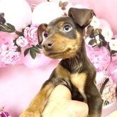 ミニチュアピンシャー