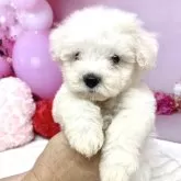 ビションフリーゼ