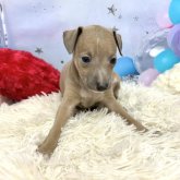 イタリアングレーハウンド