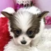 パピヨン