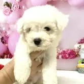 ビションフリーゼ