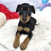 ミニチュアピンシャー