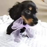 ミニチュアダックスフンド(ロング)【静岡県・男の子・2025年8月21日・ブラックタン】の写真2「人懐こく、可愛い子です」