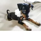 ミニチュアピンシャー【静岡県・男の子・2025年8月22日・ブラックタン❤️】の写真3「きれいな子です」