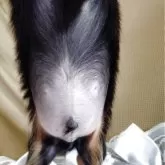 ミニチュアダックスフンド(ロング)【静岡県・男の子・2025年8月21日・ブラックタン】の写真3「きれいなお腹です　ヘルニアなし」