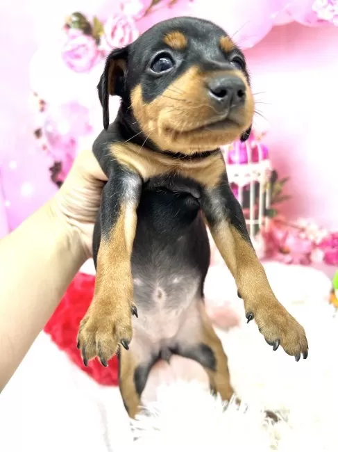 ちーちゃん様❤ミニチュアピンシャー 印鑑スタンド♡ブランコ オブジェ♡ ミニチュア・ピンシャー ＊男の子 ＊毛色：チョコレートタン