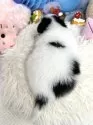 パピヨン【静岡県・男の子・2025年7月3日・トライ】の写真4「2025/08/02撮影」