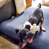 ミニチュアピンシャー【静岡県・男の子・2025年8月22日・ブラックタン❤️】の写真4「好奇心旺盛😆」