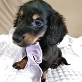 ミニチュアダックスフンド(ロング)【静岡県・男の子・2025年8月21日・ブラックタン】の写真5「愛らしい雰囲気の子です」