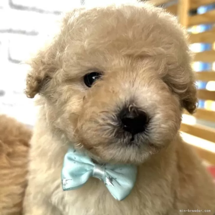 ID:2403-02448の子犬