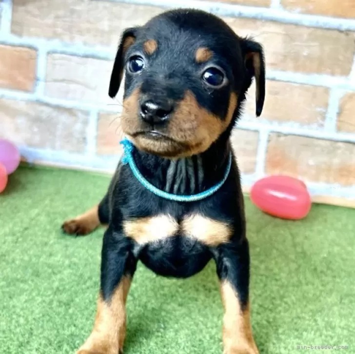 ID：2312-05523の子犬