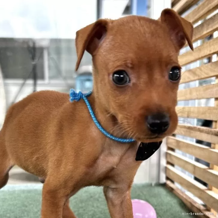 ID：2408-05417の子犬
