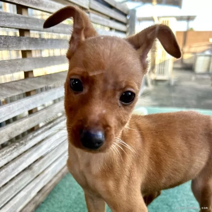 ID：2409-01053の子犬