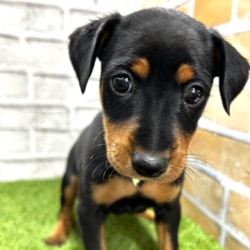 ミニチュアピンシャー【静岡県・男の子・2024年1月11日・ブラック&タン】の写真「体格の良いイケメン君です❣️」