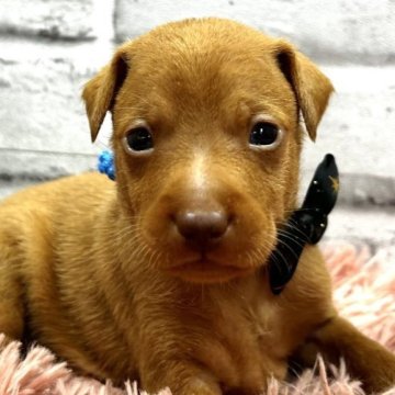 ミニチュアピンシャー【静岡県・男の子・2024年3月29日・レッド】の写真「おっとり顔のイケメン君❣️」