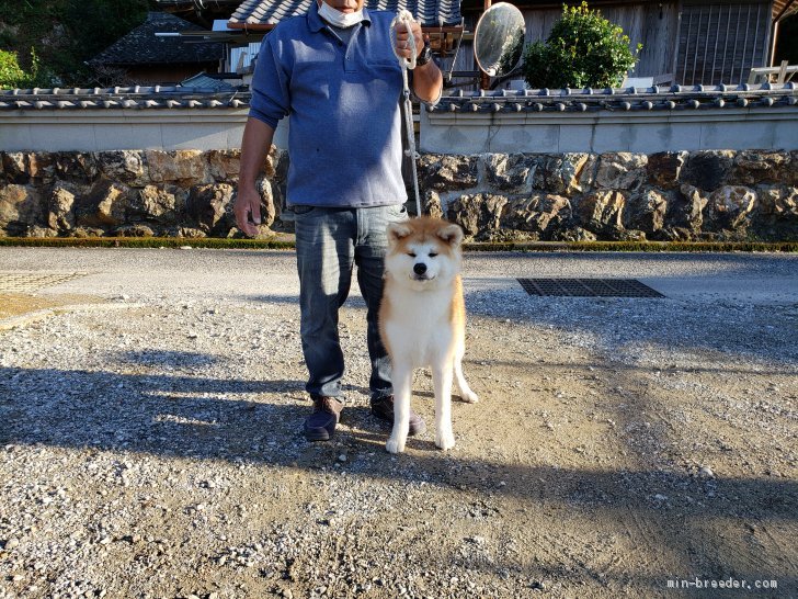 岡林　秋雄(おかばやし　あきお)ブリーダー(高知県・秋田犬・秋田犬保存会登録)の紹介写真1