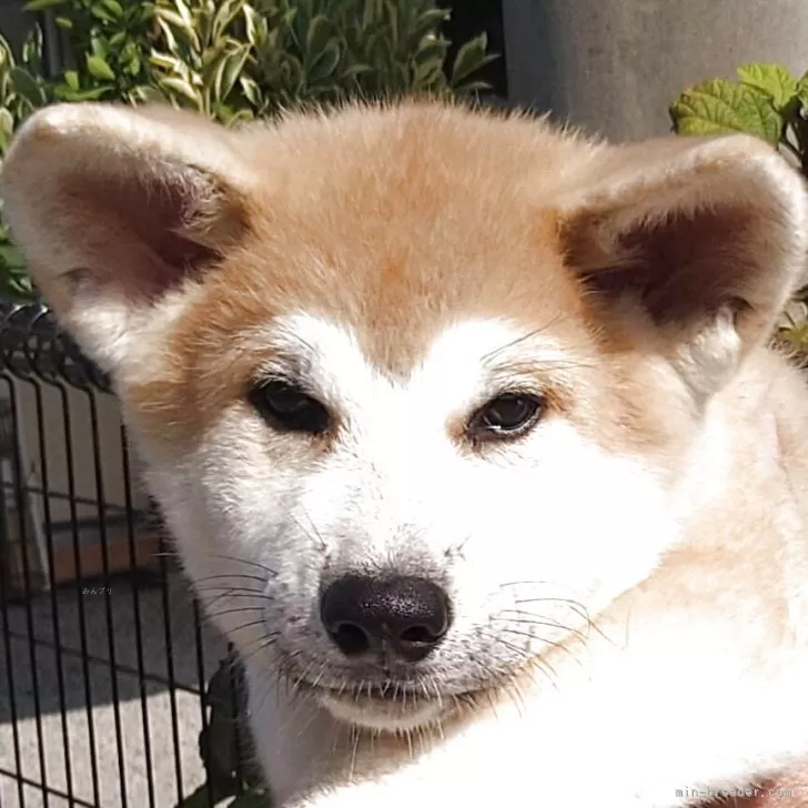 ID:2509-04573の子犬