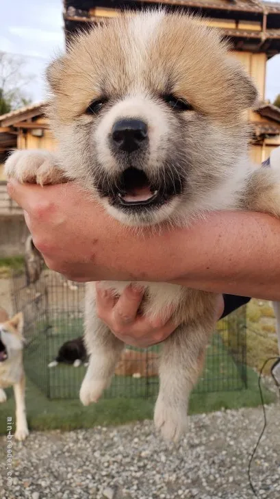 ジュン 様のお迎えした子犬