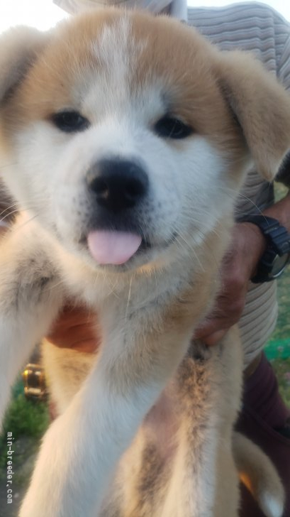 秋田犬 高知県 男の子 22年1月1日 あか 気立ても良く元気いっぱいな男の子です みんなのブリーダー 子犬id 22 026