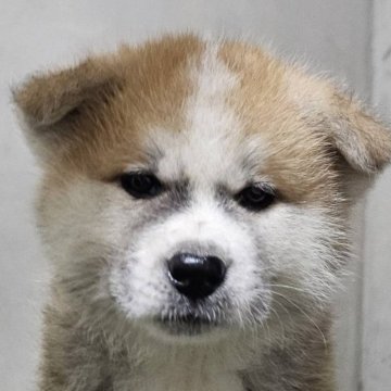 秋田犬【高知県・男の子・2024年2月2日・赤毛】の写真「キリッとしたかおだちの仔犬です。」