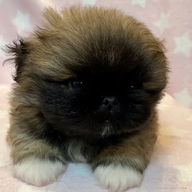 ID：2009-03056の子犬